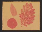 [Botanical specimens]