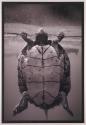 Texas Map Turtle, Graptemys Versa