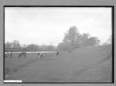 Cattle By River Near Luddington Stratford-on-Avon