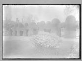 Yews Avenue Clune Priors