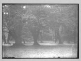 In Epping Forest Waltham