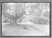 Burnham Beeches Lord Mayor's Drive