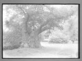 Burnham Beeches