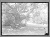 Tree near lake Burnham Beeches