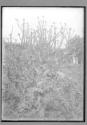 Scotch Thistle From Ceres