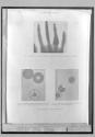 Radiograms by J.W. Gifford (Called Shadowgrams)