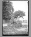 Monken Hadley Martyrs Tree