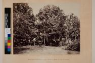 Head-Quarters New York Herald, Army of the Potomac, Bealeton