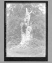 Burnham Beeches Dead Tree (H.S.W.)