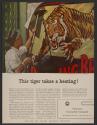 This tiger takes a beating! (American Cyanamid Company, press proof)