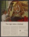 This tiger takes a beating! (American Cyanamid Company, press proof)
