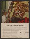 This tiger takes a beating! (American Cyanamid Company, tear sheet)