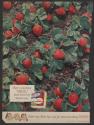There's something "SPECIAL" about Birds Eye Strawberries (Birds Eye, tear sheet from Life)