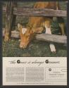 the Grass is always Greener (American Cyanamid Company, tear sheet)