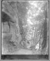 Roslin Glen