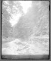 Roslin Glen Near Edinburgh