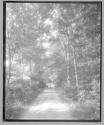 Millbrook Woods