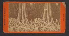 "Rhode Island" Sequoia, Big Tree Grove