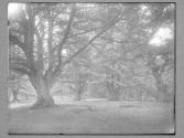 In the New Forest