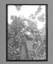 [man with furit tree]
