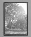 [auto under large tree]