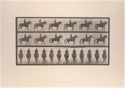 Walking; saddle; irregular; brown mare, Beauty