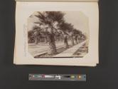 A Palm Avenue, Longstreet's, Los Angeles, California