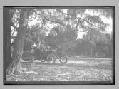 [people in auto near tree]