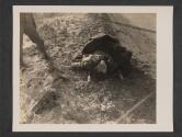 [U.S. Soldier, riding as a patient in an clearly marked ambulance, was killed by (according to eye witnesses) German pilotted P 47's. The weather was clear.  5th Med BN 5th Inf Div., Gonderange, Luxembourg]