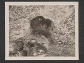 [Yank infantrymen who died in their foxholes near Ernzen, Germany are dug out for burial.]