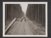 [Tanks and men of the 5th Division, 3rd US Army, advance through a forest south of Reisweiler, Germany. 11th Inf Reg., 5th Div., TUSA, Reisweiler, Germany.]