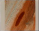 Large Brown Oval