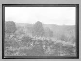 [field and trees]