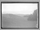 [hills and valley with cows]