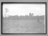 [meadow]