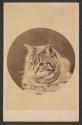 [Tabby cat]