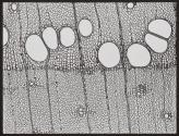[Photomicrographs of various plants]