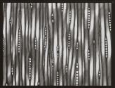 [Photomicrographs of various plants]