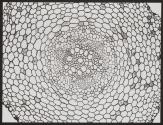 [Photomicrographs of various plants]