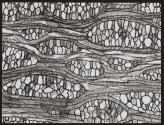 [Photomicrographs of various plants]