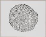 [Photomicrographs of various plants]