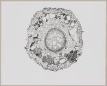 [Photomicrographs of various plants]