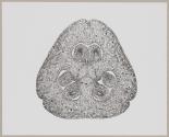 [Photomicrographs of various plants]