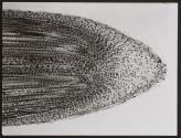 [Photomicrographs of various plants]
