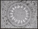 [Photomicrographs of various plants]