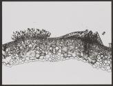 [Photomicrographs of various plants]