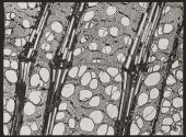 [Photomicrographs of various plants]