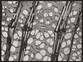[Photomicrographs of various plants]