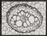 [Photomicrographs of various plants]