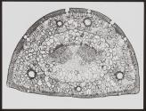 [Photomicrographs of various plants]